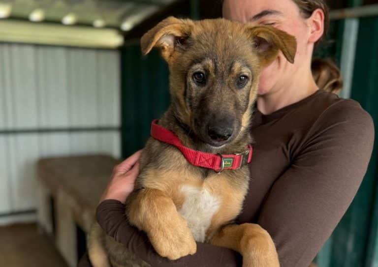 ROO