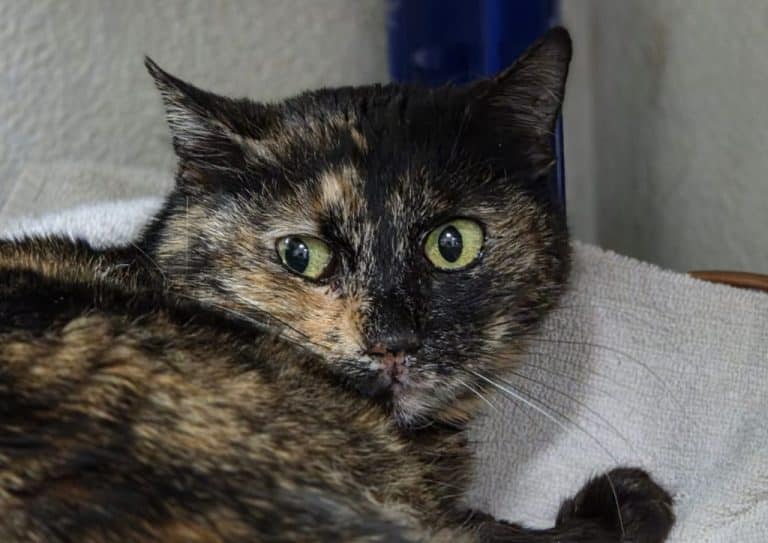 TORTIE