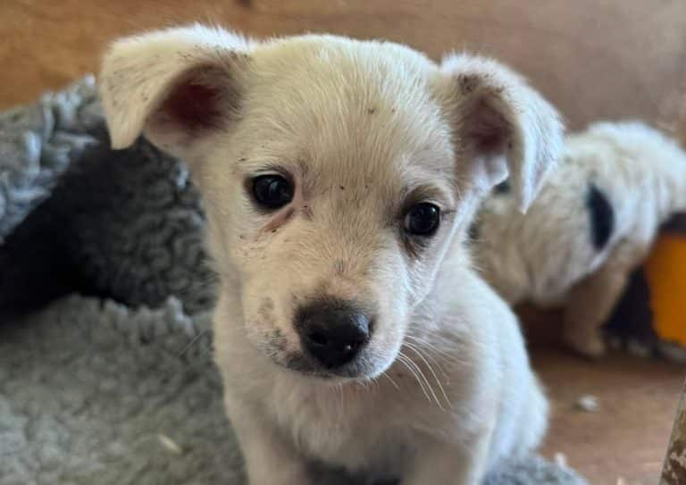 CASPER