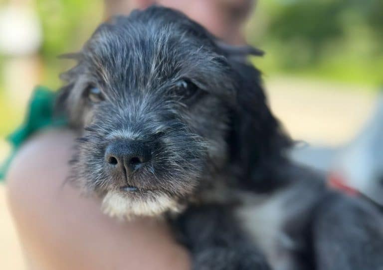 BENJI