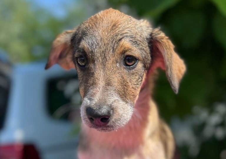LUCY