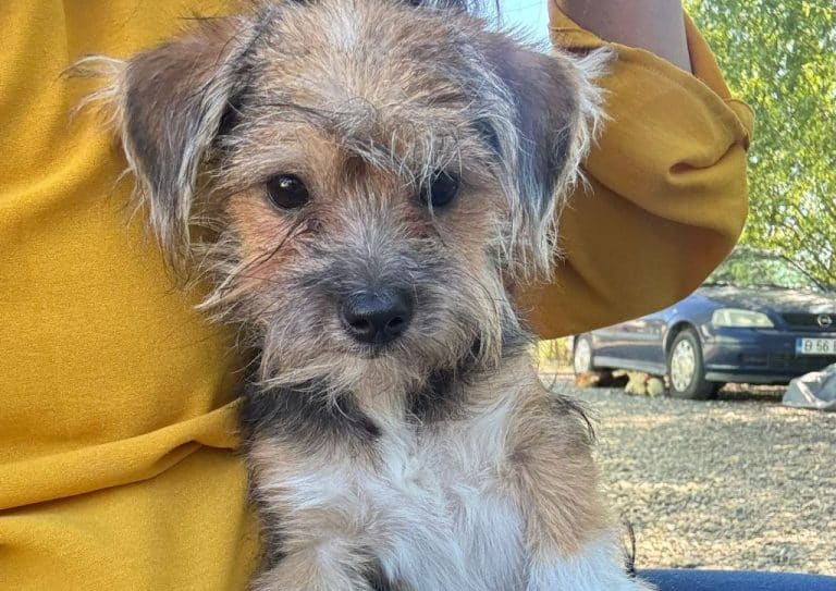 YORKI