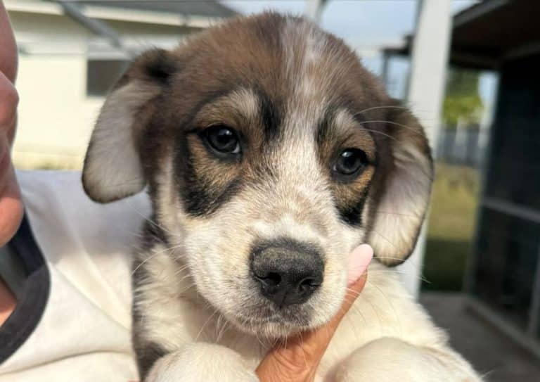 GYRO